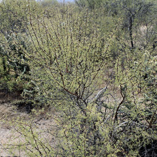 Acacia constricta, Whitethorn Acacia, Southwest Desert Flora Acacia constricta, Whitethorn Acacia, Southwest Desert Flora